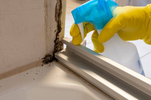 Trusted Madison, WI Mold Removal Experts