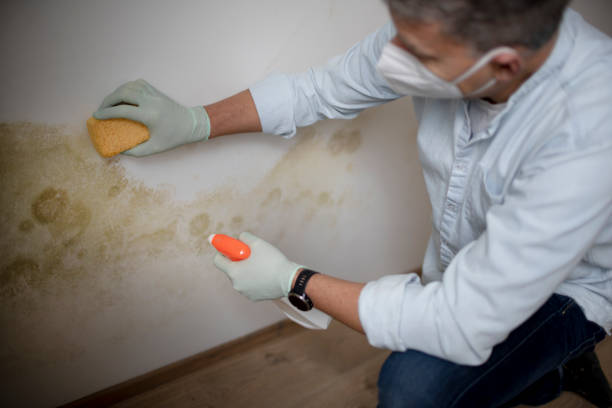 Best Commercial Mold Removal  in Madison, WI