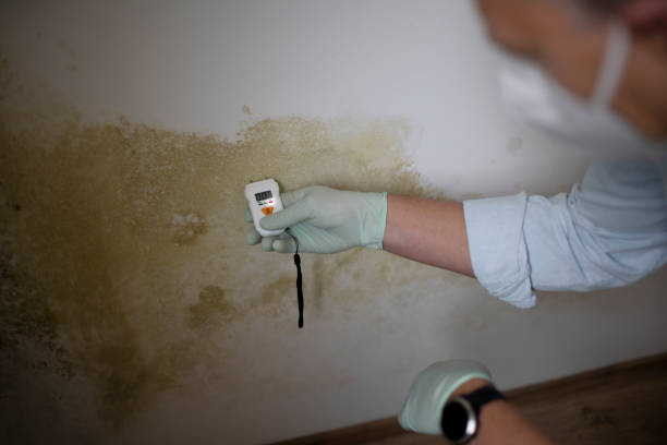Best Mold Damage Repair  in Madison, WI