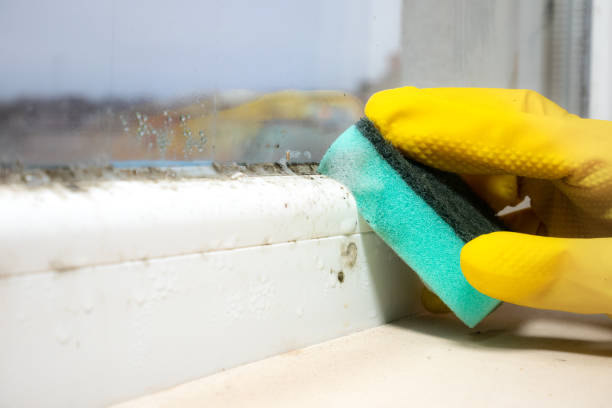 Best Mold Removal Near Me  in Madison, WI