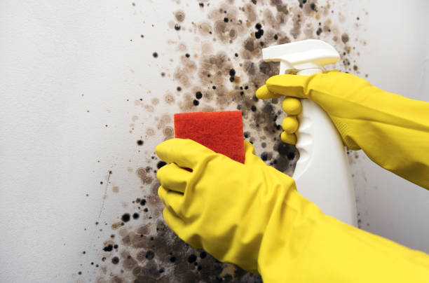 Professional Mold Removal in Madison, WI